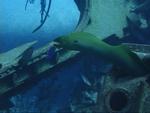 An eel wiggles himself back into the wreckage. *