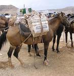 Supai has the only mail in the US still carried by mules.