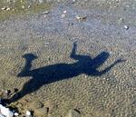 Who knew that your shadow could be so much fun?