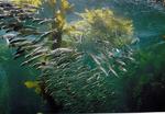 My scuba diving pictures never come out this clear.  But the sea-water in the Montery Bay Aquarium is filtered so your pictures (even though they are taken through glass) come out crystal clear.