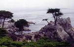 The most photographed tree in the world, the "lone cypress" of Montery.