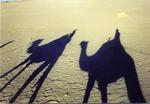 Kristi took this cool shot of our camel's shadows.
