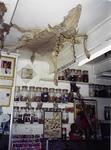 I don't think the "goat skin on the ceiling" trend has caught on in American pharmacies.