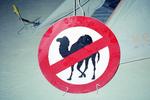 Don't you dare bring your camels here!
