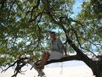 Greg modeling in a tree.