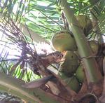 We felt something wet dripping on our heads?  We looked up to see this little furry guy drinking straight out of the coconut and spilling half of the milk on us!