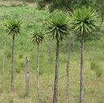 Unique trees. 