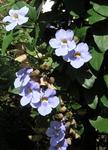 Pretty purple flowers.