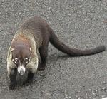 A white-nosed coati, poised to attack us.