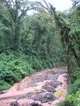 Jungle view off the side of the road.