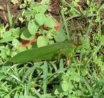 That bug blending into the grass is about 6 inches long.