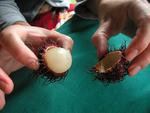 Perhaps a relative of the porcupine, the fruit "mamon chino" actually tastes sort of like a grape.  You suck on the white fruit inside and throw away the spiney shell.