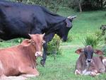 Three cows on the side of the road.