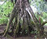 Now that's a tree with some roots.