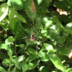 I have this rule I keep with spiders.  I don't go in their webs, they don't come on our boat. 