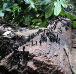 Weird things growing on wood.  Does anyone know what that is?