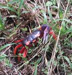 A jungle crab.  I bet his mom always says "Why are you so crabby today?"