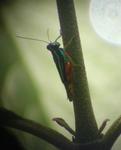 I shot this picture of a colorful grasshopper through our guide's telescope.