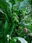 Wild bananas, home to lots of spiders.