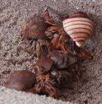 Hermit crabs, rearranging the shells on the beach every few minutes.