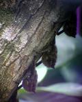 Bats blending into the bark of a tree.