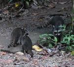 A family of racoons cruising around the park.