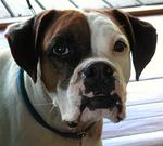 Scupper, the friendly dog of Banana Bay Marina.