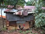 Another chicken hanging out in front of a "store".  Or shed?  You decide.