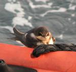 Oscar, Scirocco's mascot, who hitched a ride with us when we were sailing out in the middle of nowhere.