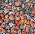The orange and purple scallop shells of Isla Bayoneta.