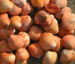 Orange shells as far as the eye can see.