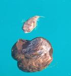 A tiny puffer-fish pecking at a coconut floating alongside "Scirocco".