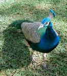 A colorful peacock wandering around the island.