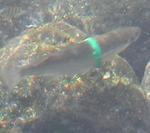 A little fish with a plastic ring around its abdomen.