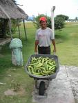 Giant coral dildo and local man with green bananas.  