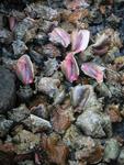 Conch shells line the shore of one of the local islands.