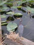 There´s lots of neat birds in the Everglades.