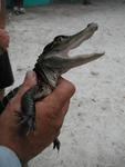 I told the baby gator a joke.  Clearly he´s laughing.
