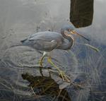 Does this bird know that his knees are backwards?