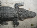 This alligator ain´t no baby.