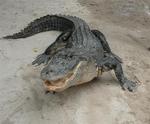 A gator coming towards me. Who knew they could run so fast?(For the record, I prefer the small cute ones.)