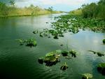 Peaceful lilly-pads (moments before the air-boat screamed over them.)