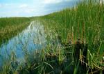 The sawgrass of the Florida Everglades.