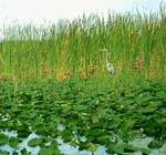 Is that bird aware that there are about 1.5 million gators in the Everglades just waiting to pounce on it?