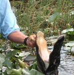 I guess our air-boat driver didn't read the "Don´t Feed the Alligators" sign.