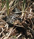 An alligator playing hide and seek.