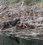 We watched the gator sneak up on this unsuspecting bird. (Can you see the gator?)