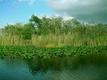The beautiful Everglades.