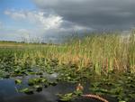 Sawgrass and lilly-pads.