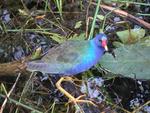 It looks like a child picked the colors for this bird.